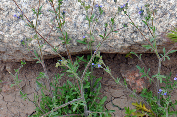 Gilia sinuata, Rosy Gilia